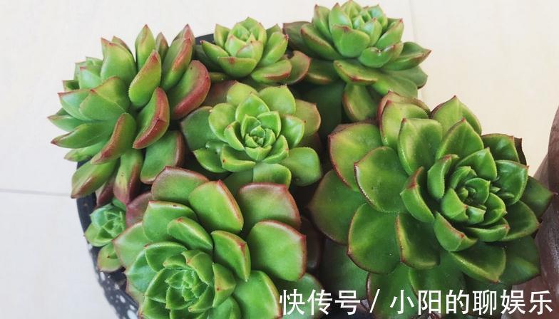 群生|多肉侧芽少怎么办?试试这3种方法,操作简单,爆头效果好