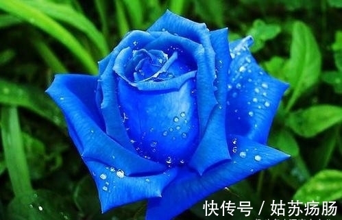 废料|月养月季,土里备“三废料”,新芽“咕噜”冒,芬芳宜人小半年