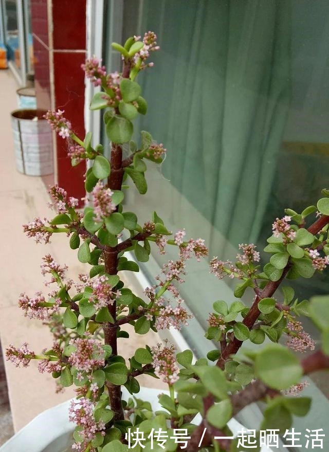 金枝玉叶开花了，特罕见，比雅乐之舞还美！金枝玉叶开花了，特罕见，比雅乐之舞还美！