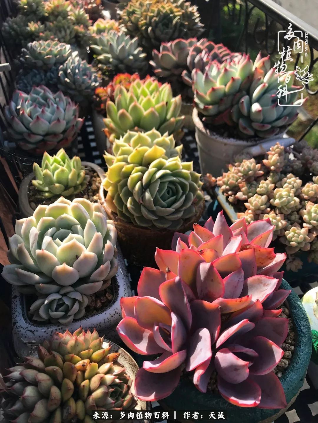吃饱喝足，包邮区的多肉养精蓄锐准备渡劫！