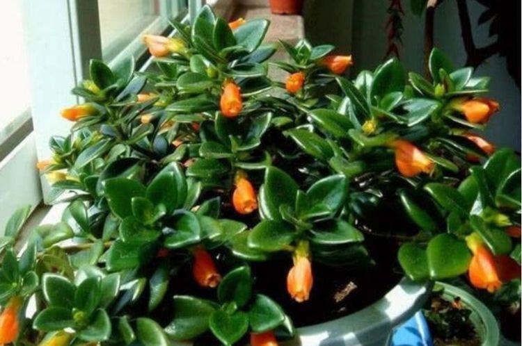 清香|最适合新手养的4种花，空气清香去异味，优雅迷人