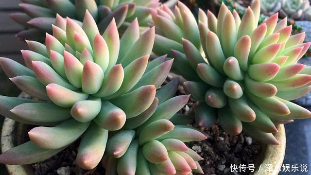 胧月|多肉萌新养这几种,不用打理就能活,省心省事颜值不低