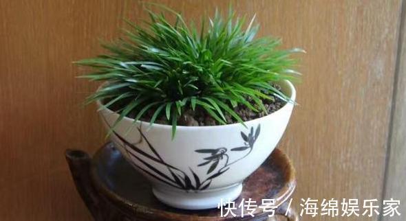此种绿植叶片比香水还香,放浴室清除异味效果好,管理相当省心
