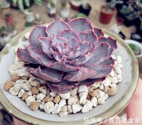 多肉植物度夏经验总结, 让家里的多肉平安过夏天!