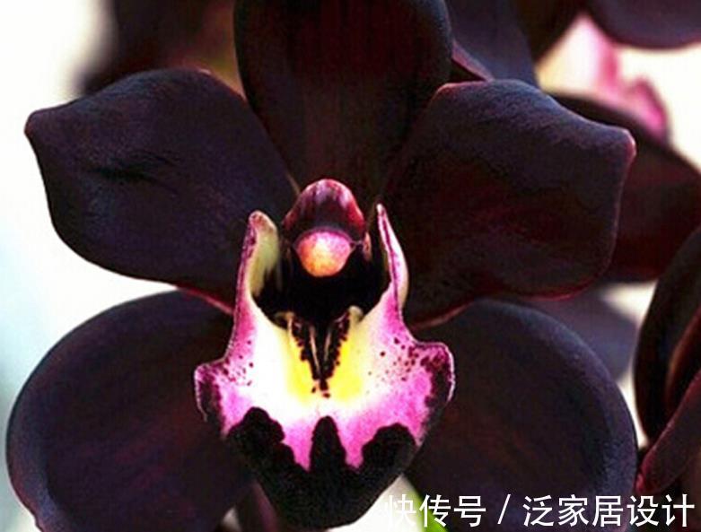 叶片|少见的黑紫色兰花：墨雪姬，花香浓郁，叶片常青，几乎零缺点