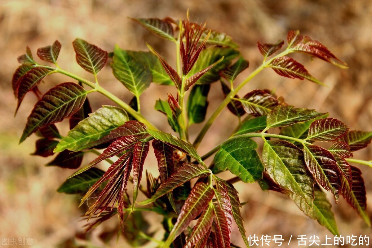 腌制香椿时，不要只会加食盐，教你正确方法，好吃入味久放不坏