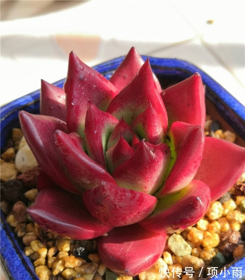 天下养肉人都一样贪