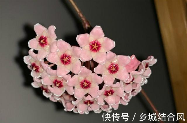 适合家里养的耐阴开花植物，半年爬满窗，花开满屋香