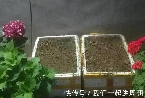 土壤|老花匠才知道的“养花催花利器”:家畜内脏、鱼鳞!