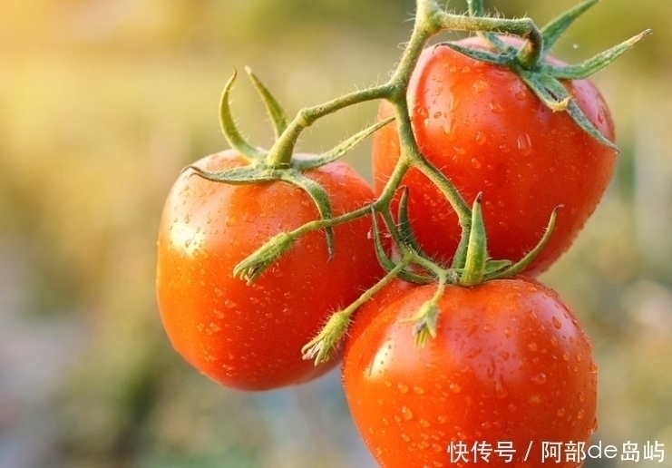西红柿|西红柿与此物是天生的好搭档,常吃气血足了,皮肤白了,视力好了
