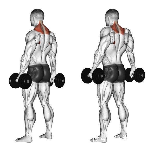 倒三角|背部肌肉的训练方法，3个部位8个动作，帮你打造完美倒三角身材