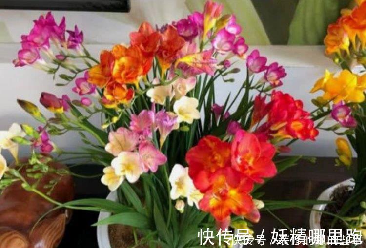 花卉|4种花适合夏天养，家里养一盆，开花漂亮花期长，谁养谁喜欢