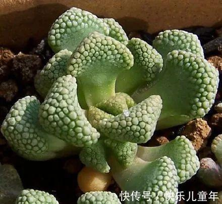 此多肉名字很仙,但实际却丑得有些雷人,据说很多人欣赏不来