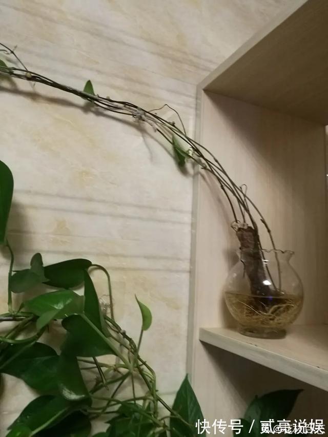 玉米粒|2个月没在家,厨房的菜变成小森林,再也不用买花了!水培蔬菜盆