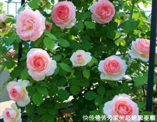 月季|家里月季“睡醒了”，需要给它做“几件事”，才能长得旺，开花多！