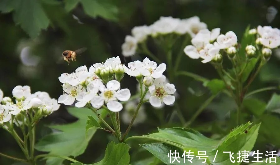 夏日|陆游诗词里的夏天 :柴扉昼掩竹林幽,坐使炎天变素秋