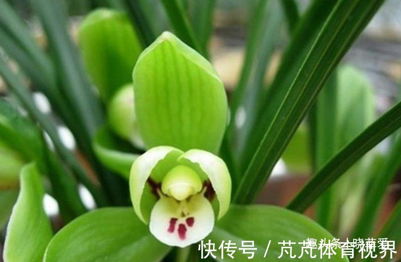 提醒:这12种“漂亮花”,不适合养在室内,别不当回事