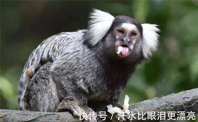 山海经!《山海经》中饕餮现身巴西,人脸豹身样貌骇人,千年前繁衍至今?