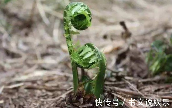 马芹|农村一种野菜，可以治头痛，可是为什么知道的人不多