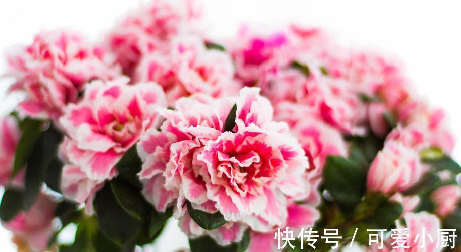 什么原因导致盆栽养不好呢,其实是你太勤快,不防懒一点