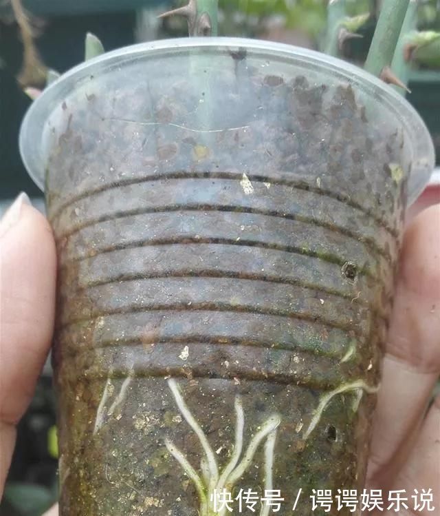 高春|扦插月季不生根黑杆用这种“神奇土”,10天生根,成活率高