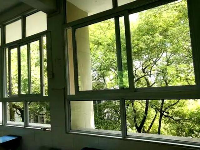 七律$晓东作品,七律·窗外的樟树