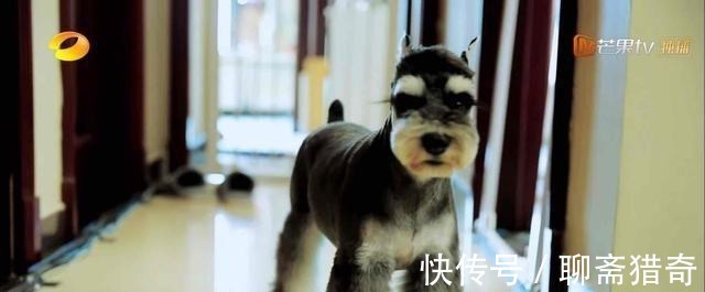 后门|网传王一博的狗偷天换日走后门