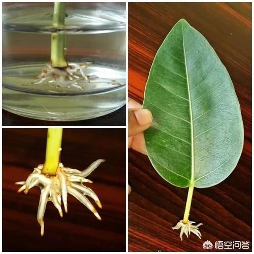  生根|橡皮树怎样生根？