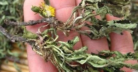 蒲公英|自己“晒干”的蒲公英,能当茶泡水喝吗有什么“禁忌”吗