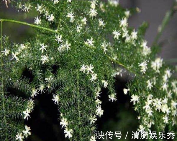 每月给文竹盆里埋几颗“豆”，新芽蹭蹭冒，一年花开就结果！