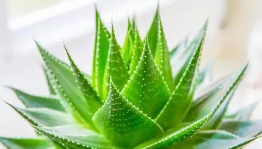 5种植物夜间释放氧气,净化空气环境,卧室也能养