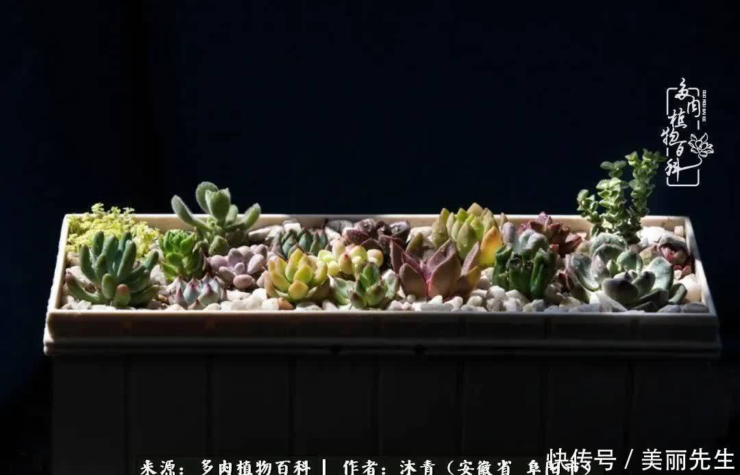 多肉——入了我的时光画卷!
