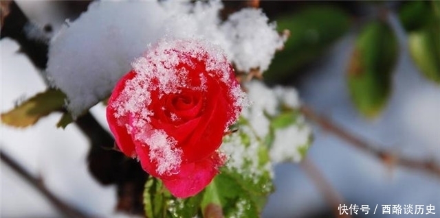 冬日明花月季四首:莫道花无百日红,此花无日不春风!