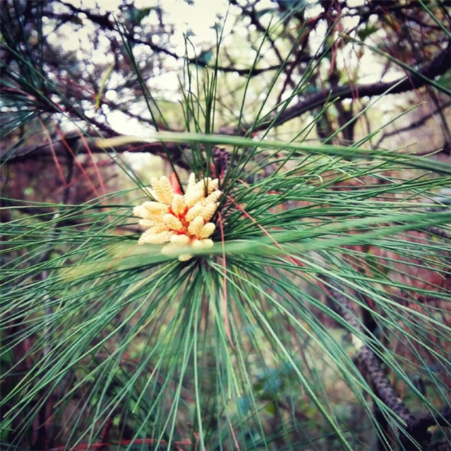 诗句|杜甫十大经典诗句,仅仅第一句,就让人感慨万千