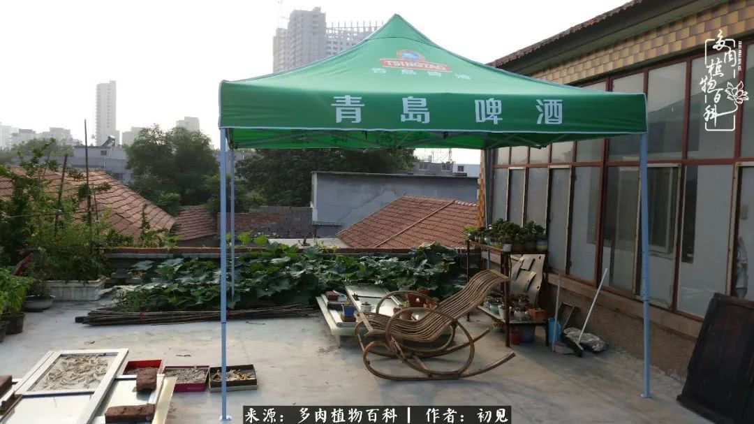 养多肉四周年，从初见到爱恋！幸福一直藏在浅薄的日子里！