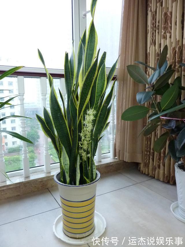 公认的“六种健康花”,建议至少养一盆,好看好吃,有些还喷香