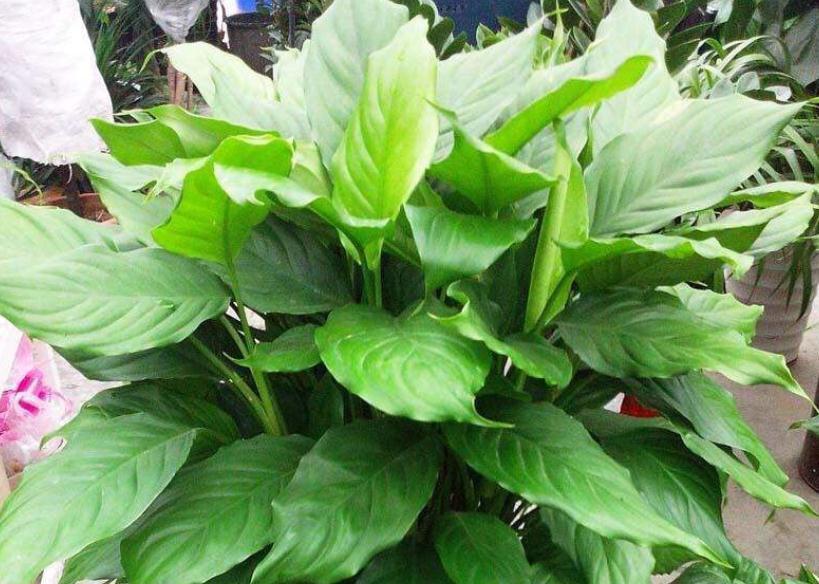 值得室内盆栽的4款植物,于风水有益,还好养又漂亮