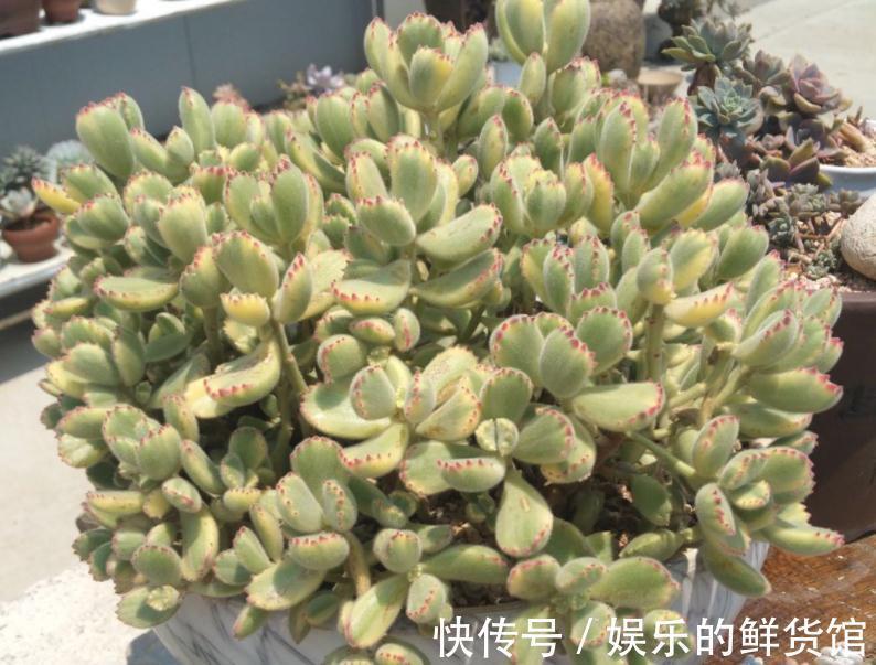 该怎么养好多肉植物白熊锦？抓住这些，长得肥肥胖胖，更漂亮