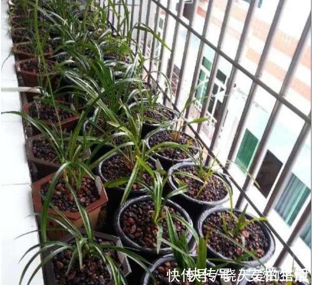 媳妇盆栽3年的兰花，爆盆的速度太疯狂，阳台上都放不下了