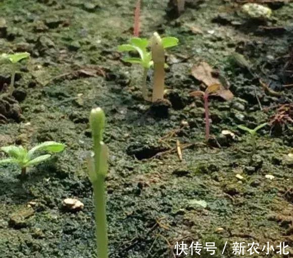 采收|芦笋太贵别买了,阳台种上一盆,连续采收10年不成问题!