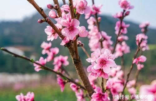 赴一场桃花盛宴！晋宁五百亩桃林春意已浓