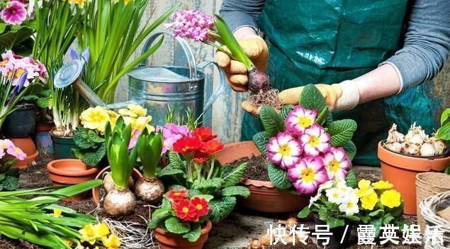 家里光照不好又想养花很纠结？此3个方法好用又实在，圆你养花梦