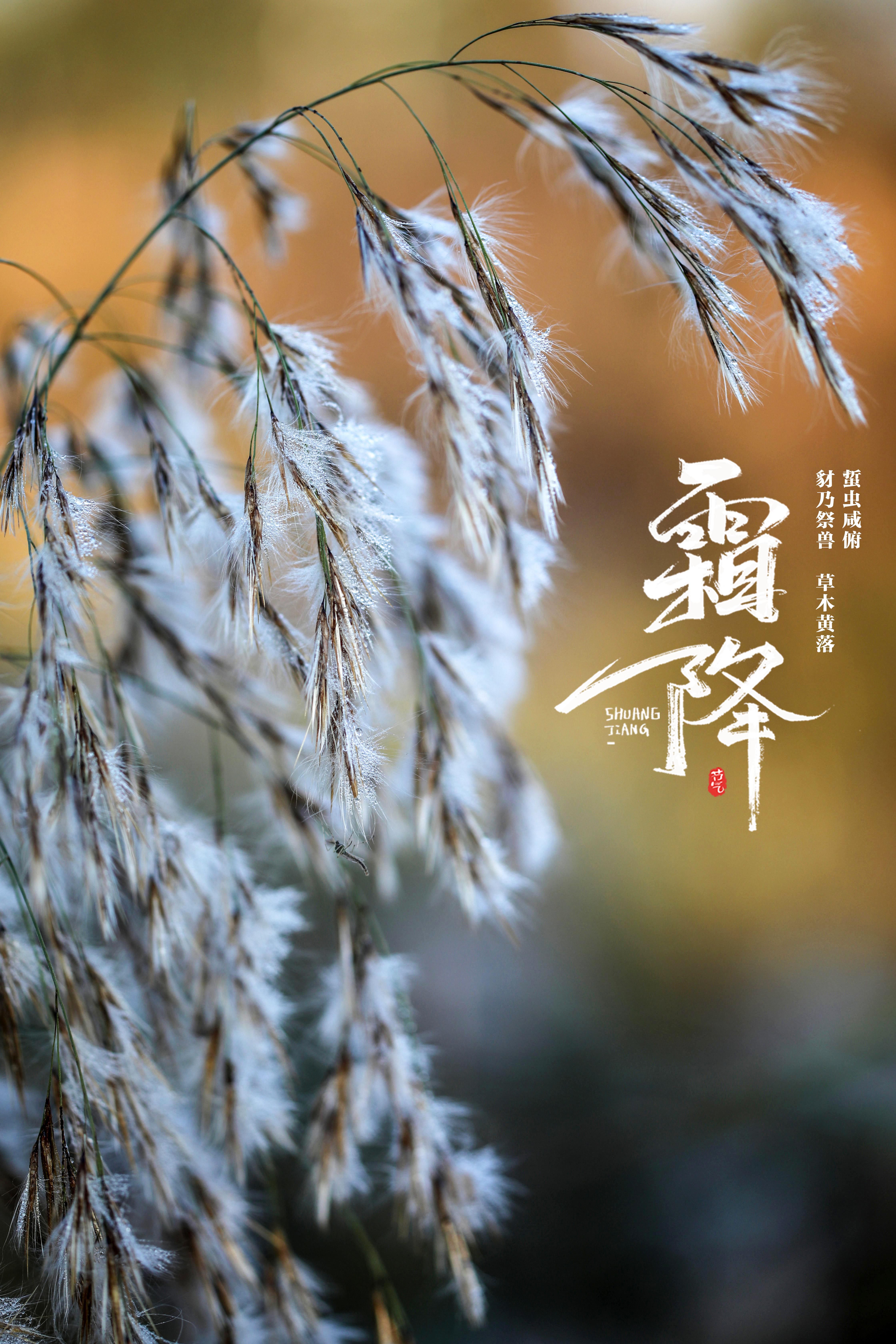 草木黄落！报节气|山明水净夜来霜 数树深红出浅黄