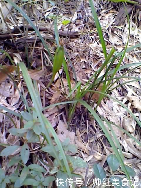 山上也能寻得“好兰花”,看准这5点,找到比花店还好的兰花!