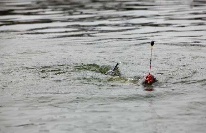 应对静海花园钓鱼比赛，教你野钓用饵硬技巧，让你更容易钓大鱼