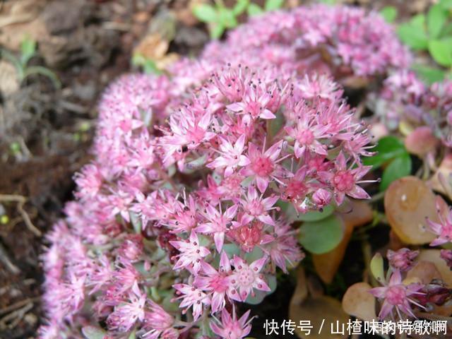 家中养一“皮实花”,一年四季都开花,开得比绣球花还旺!