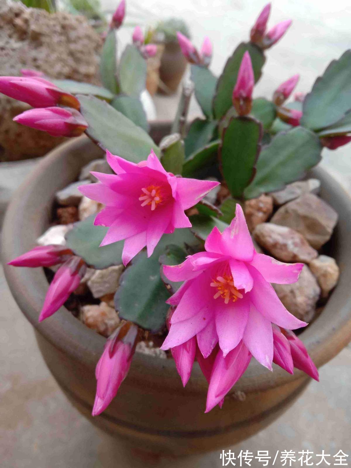 花瓣|秋天逛花市,看到5种花放心购买,秋天正是开花好时机