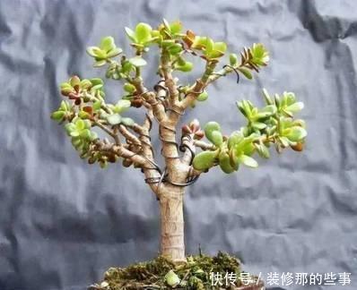 马齿笕树养5年，变成老桩盆景很值钱，做5步就实现