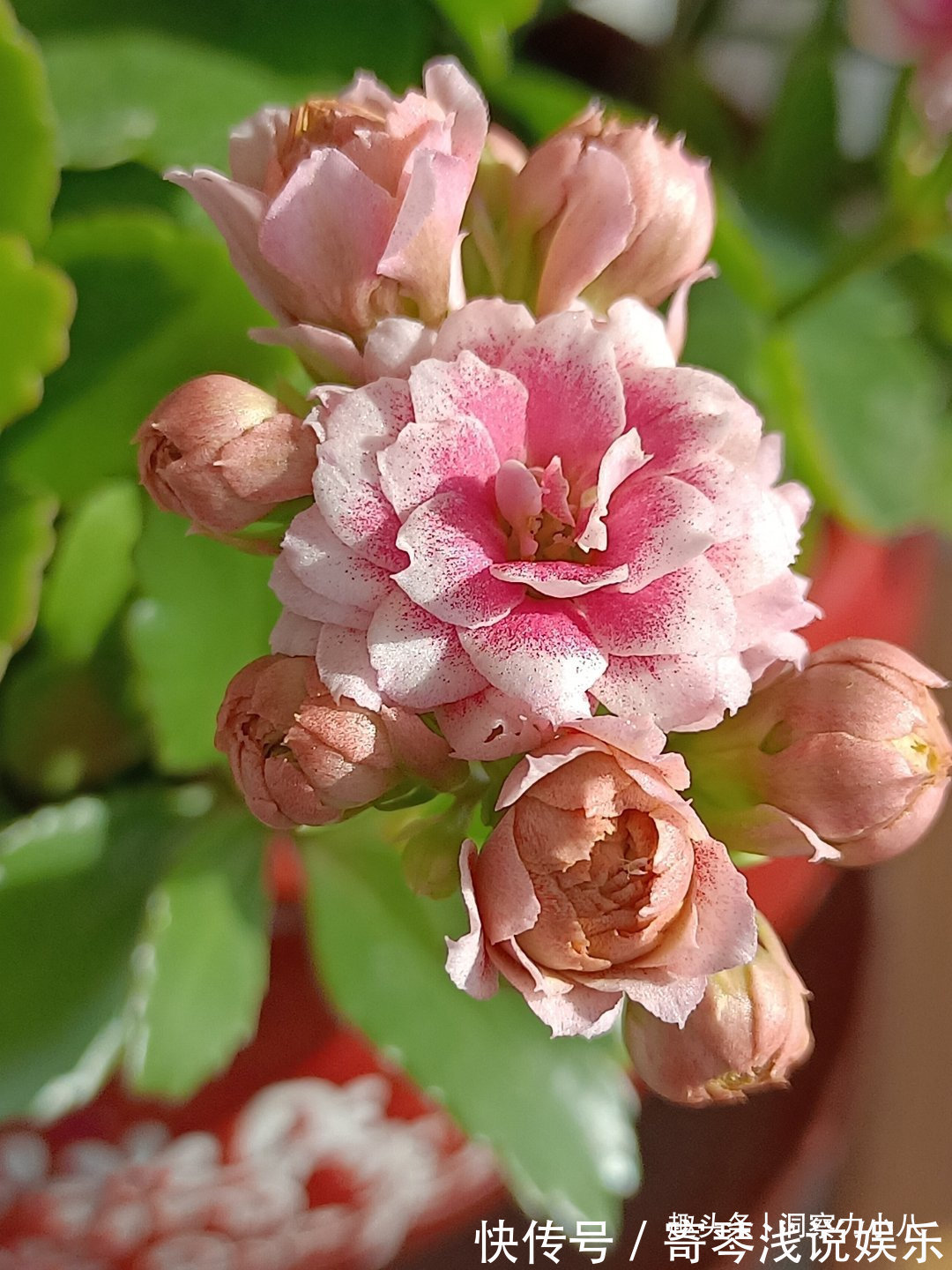 六月养长寿花，这“三位置”提前剪一剪，顺利度夏，天凉开花早