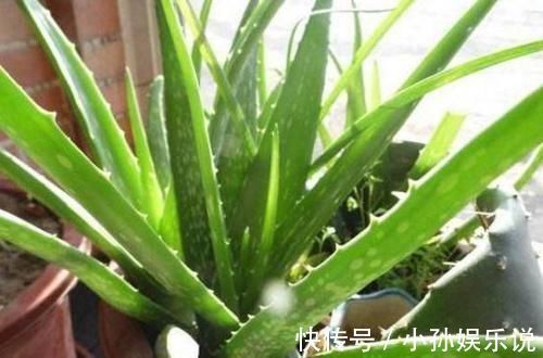 龟背竹|有钱人家里都养这5种花,身体越住越健康,家人起码长寿十年